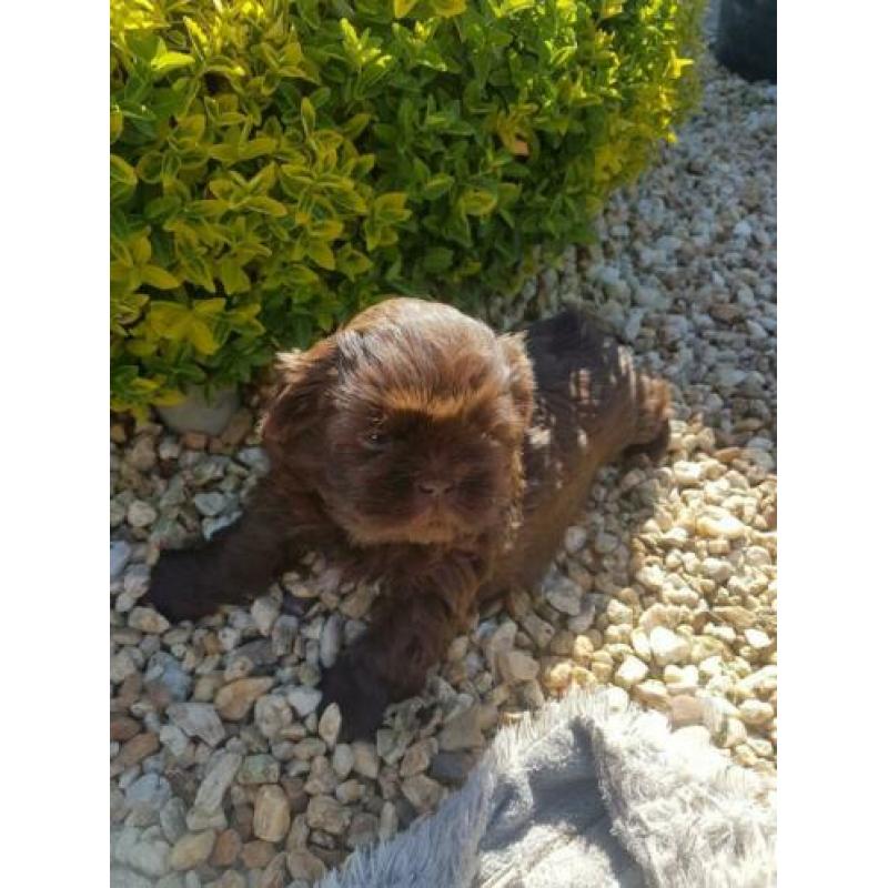 lieve leuke raszuiver shih-tzu choco pup
