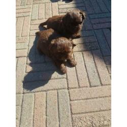 lieve leuke raszuiver shih-tzu choco pup