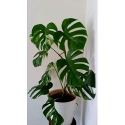 Monstera Variegata I