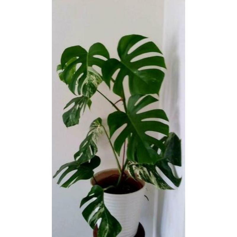 Monstera Variegata I