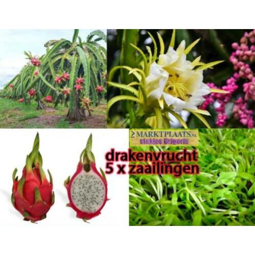 Selenicereus undatus (Hylocereus; drakenvrucht) geurig