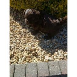 lieve leuke raszuiver shih-tzu choco pup