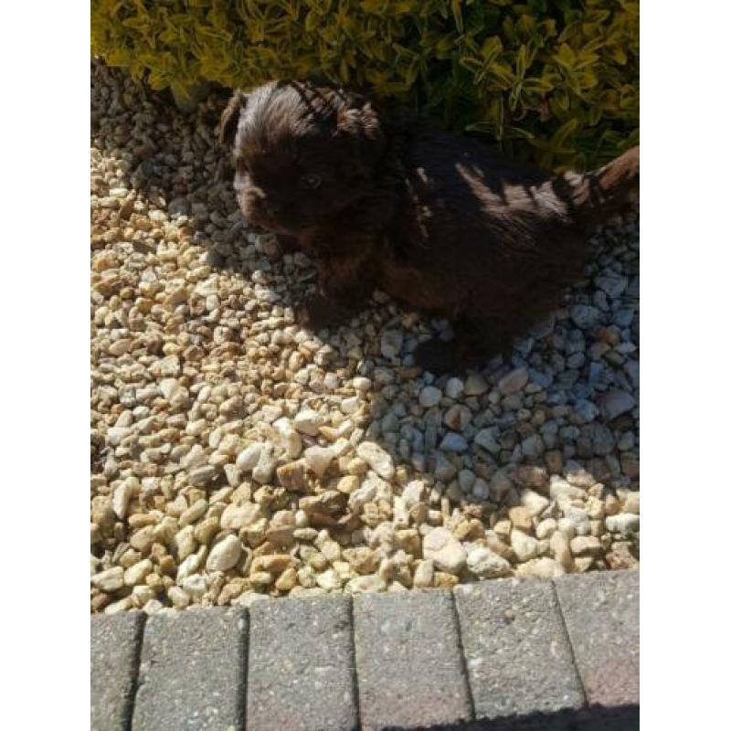 lieve leuke raszuiver shih-tzu choco pup