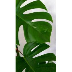 Monstera Variegata I