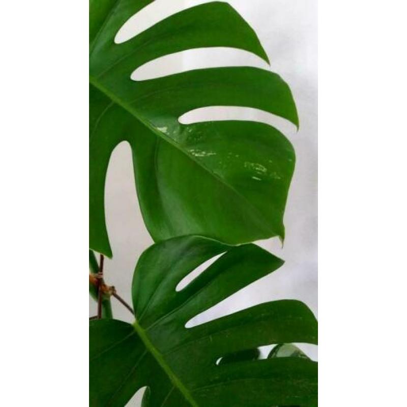 Monstera Variegata I