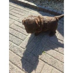 lieve leuke raszuiver shih-tzu choco pup
