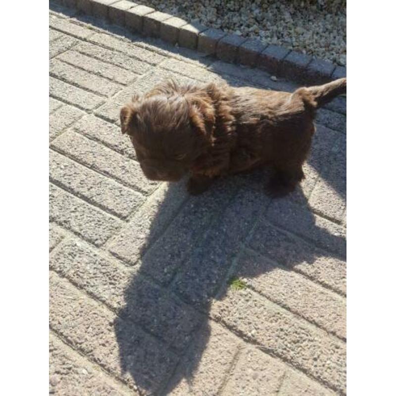 lieve leuke raszuiver shih-tzu choco pup
