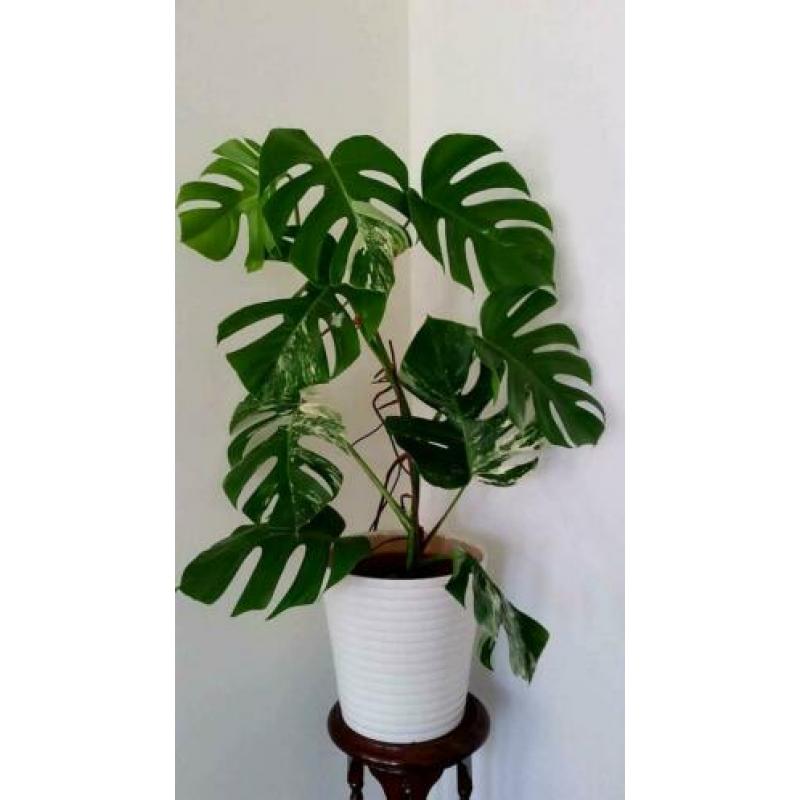 Monstera Variegata I
