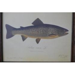 Orgineel schilderij Salmo eriox. L. Grålax Taimen