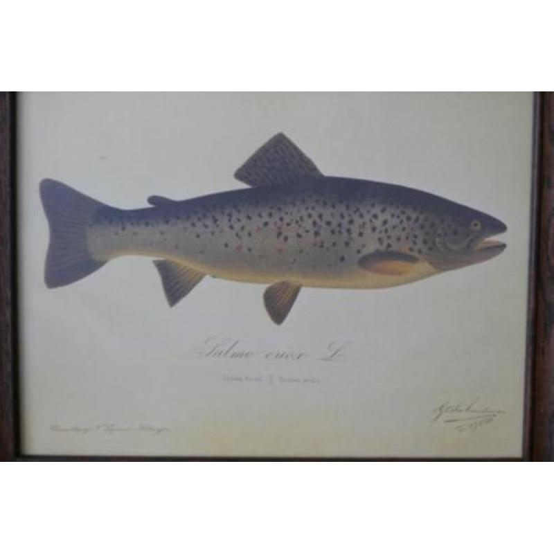 Orgineel schilderij Salmo eriox. L. Grålax Taimen
