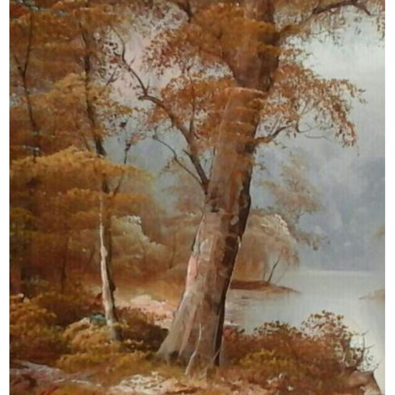 Sprookjesachtig bos met beekje - mooi landschap met bomen