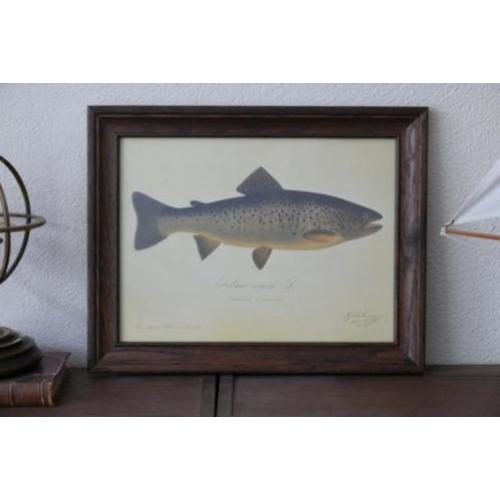 Orgineel schilderij Salmo eriox. L. Grålax Taimen