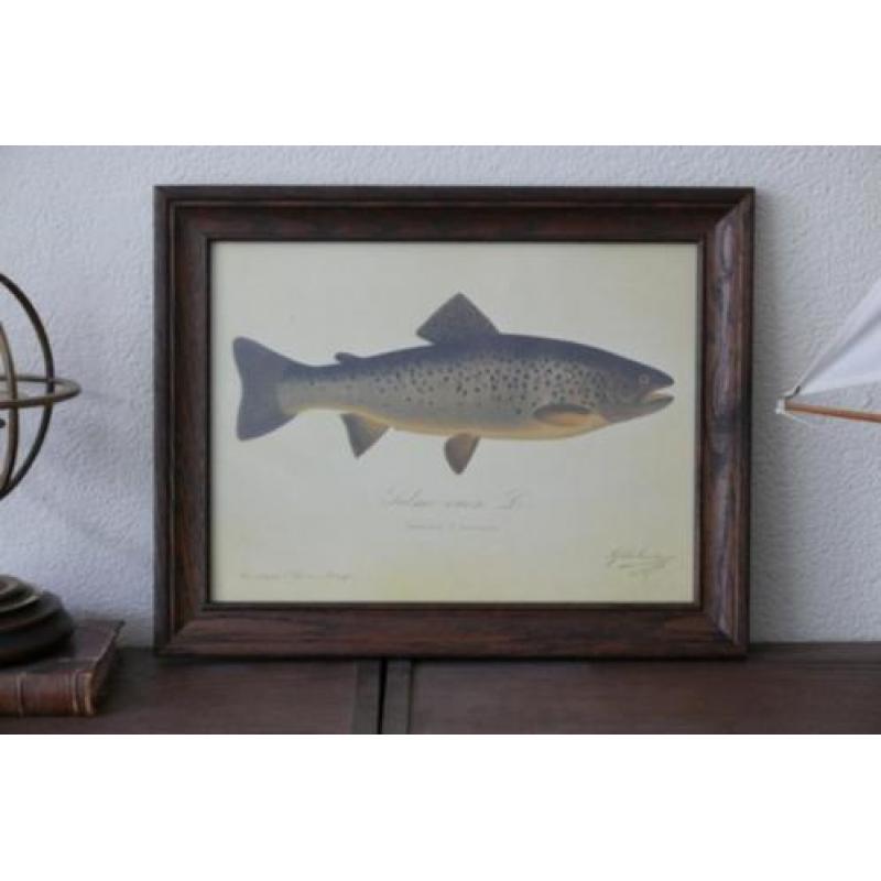 Orgineel schilderij Salmo eriox. L. Grålax Taimen