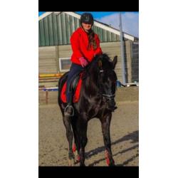 6 jarige Andalusier ruin in de kleur Smokey Black
