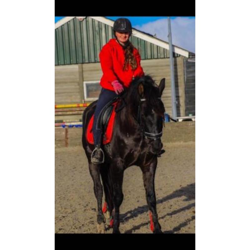 6 jarige Andalusier ruin in de kleur Smokey Black