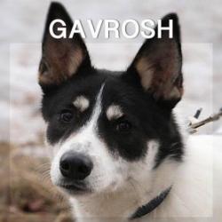 MyM Gavrosh. Gezellig, lief en leuk wandelmaatje!