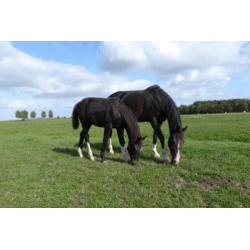 KWPN tuigpaard merrie veulen