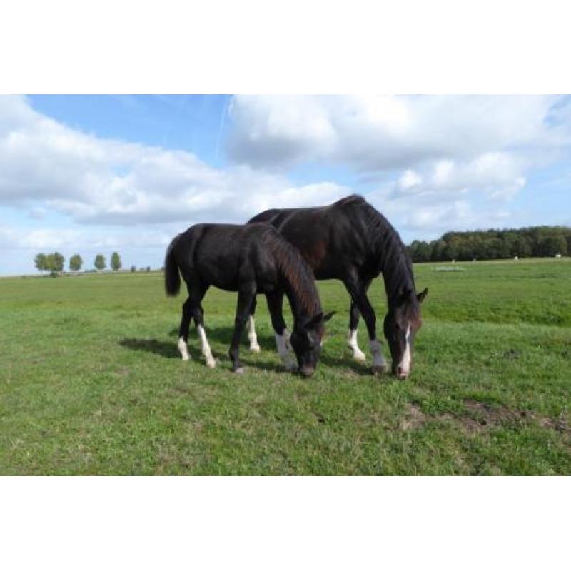 KWPN tuigpaard merrie veulen