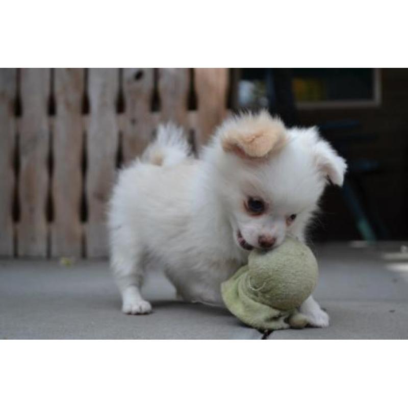 Pomeriaan x chihuahua - pomchi