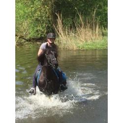 6 jarige Andalusier ruin in de kleur Smokey Black