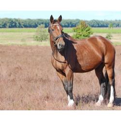 Lieve 11-jarige ruin