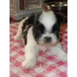 te koop 3 mooie shihtzu pupy s