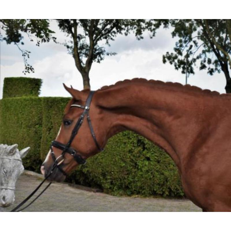 2 jarige dressuur hengst! talent!