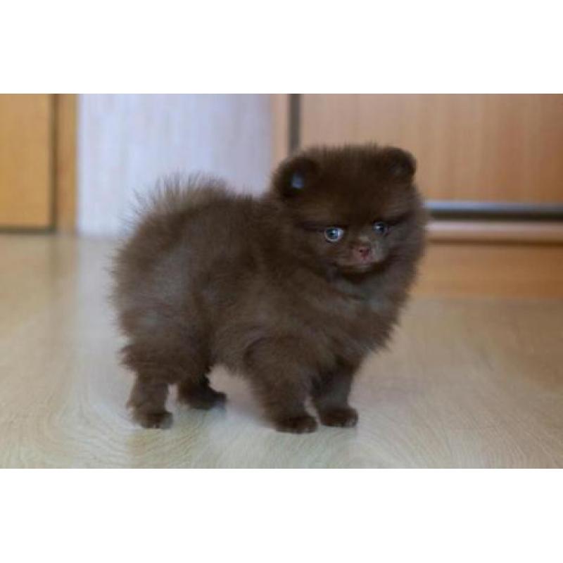2 Zeer Mooie Choco Pomeranian/Pomeriaan/Dwergkeesje/FCI