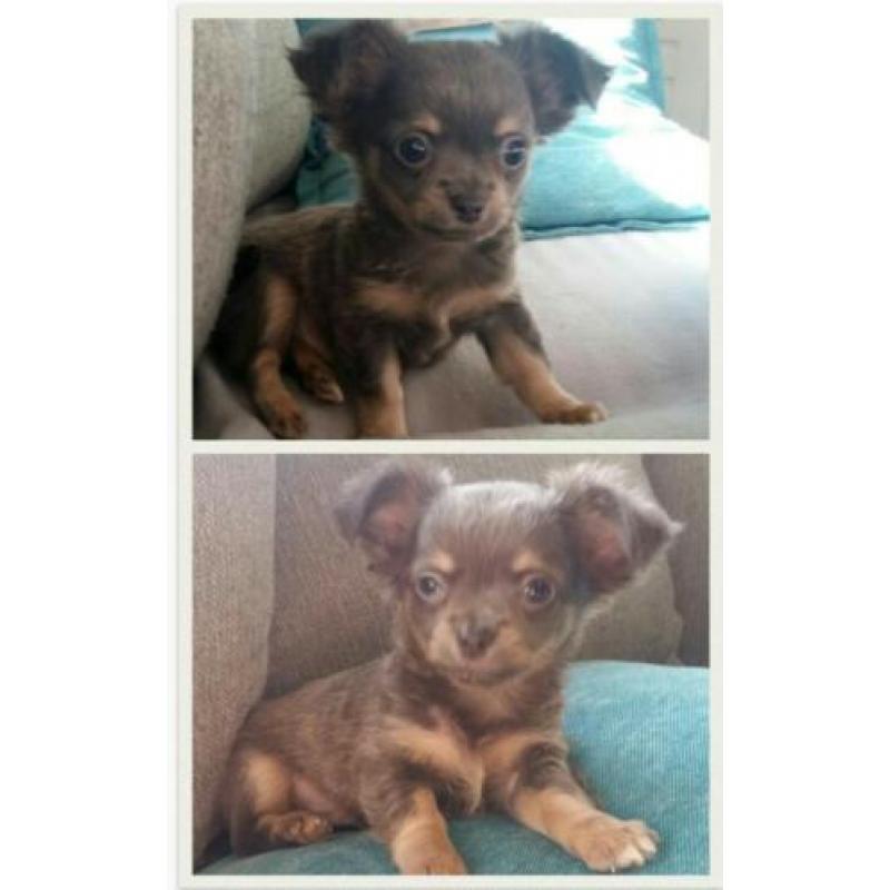 Prachtige stoere langharige chiuahua pup