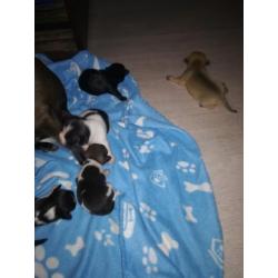 Chihuahua puppy's