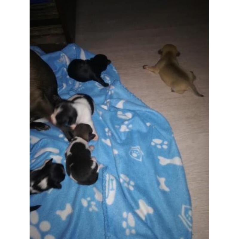 Chihuahua puppy's