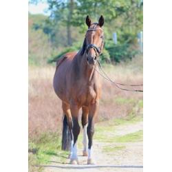 Lieve 11-jarige ruin