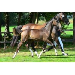 Natalia (Negro x Krack C)