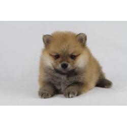 Pomeranian - Kleine Kees - Dwergkees -100% Belgische hondjes