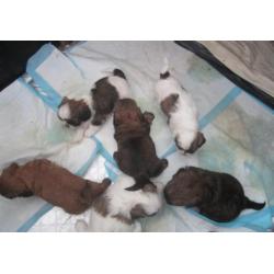Boomer pups