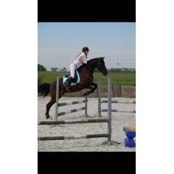 6 jarige Andalusier ruin in de kleur Smokey Black