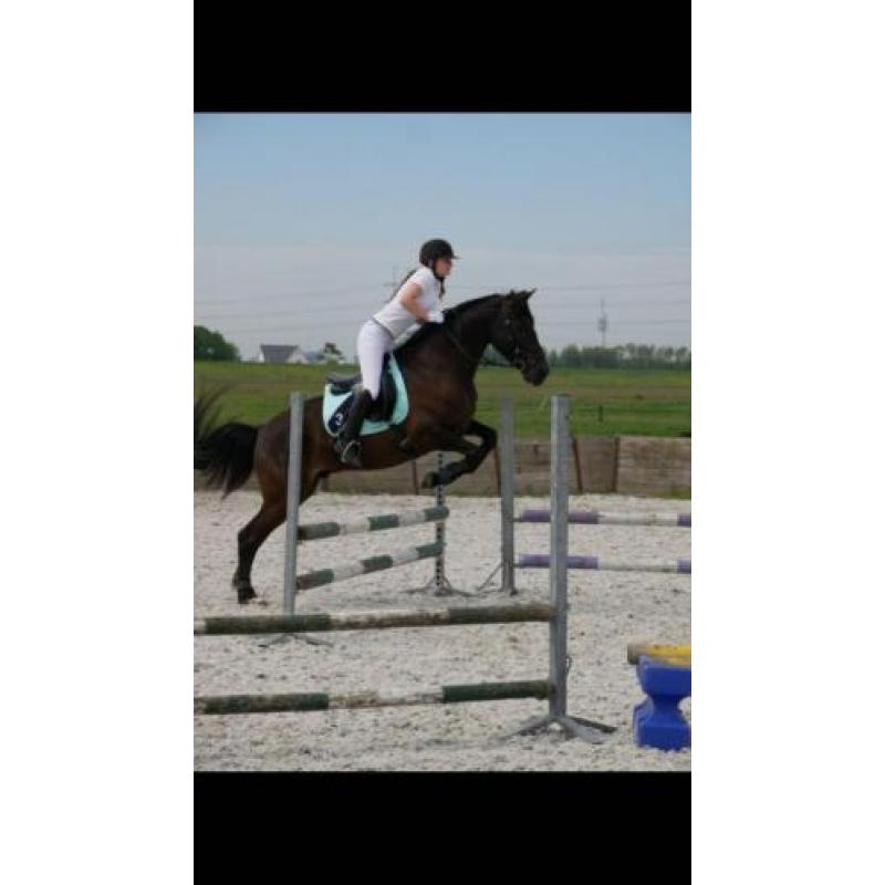 6 jarige Andalusier ruin in de kleur Smokey Black