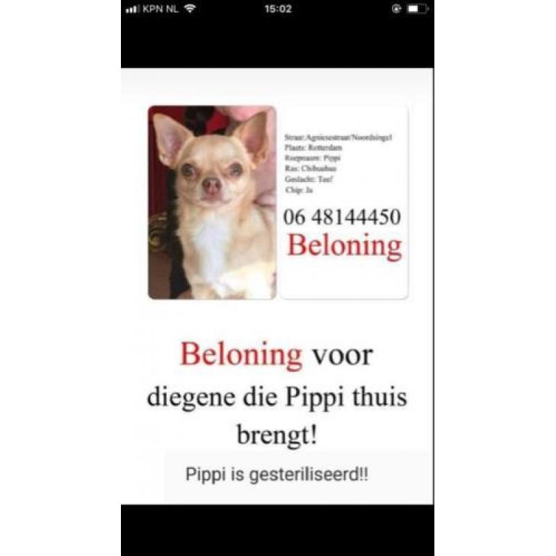 Chihuahua teefje VERMIST!!!