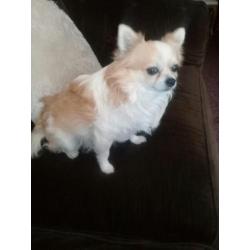 Chihuahua