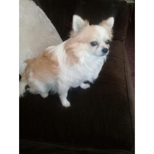 Chihuahua