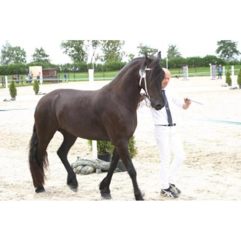Prachtige 3 jarige Friese merrie van Epke