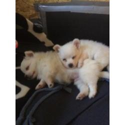 Japansespits keeshond