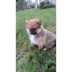 Schattig pups Pomeranian