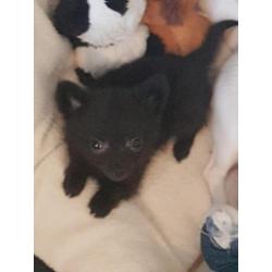 Chihuahua x Pomeriaan (Pomchi)
