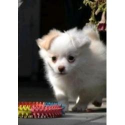 Pomeriaan x chihuahua - pomchi