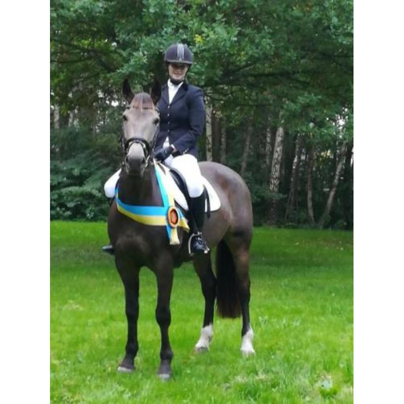 Te koop 8 jarige donkere valk merrie