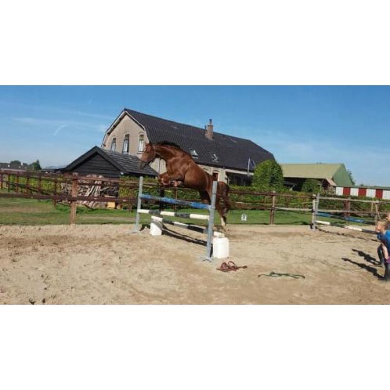 STER PROK SPORT ZZL Merrie 7 jaar!