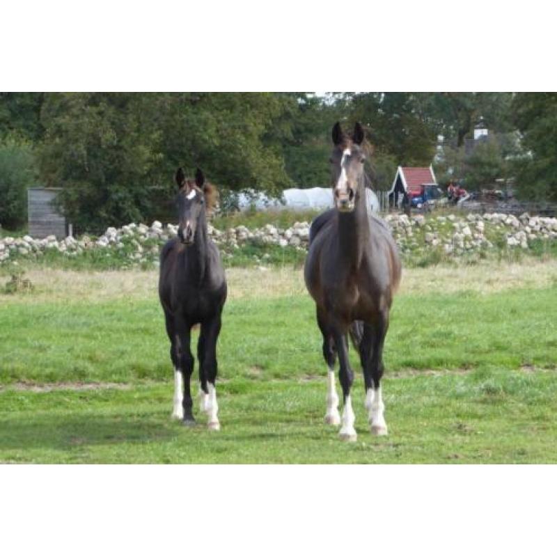 KWPN tuigpaard merrie veulen