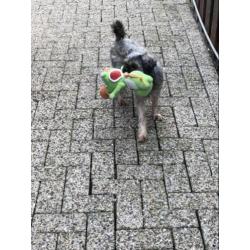 Macho zoekt een liefdevol huisje