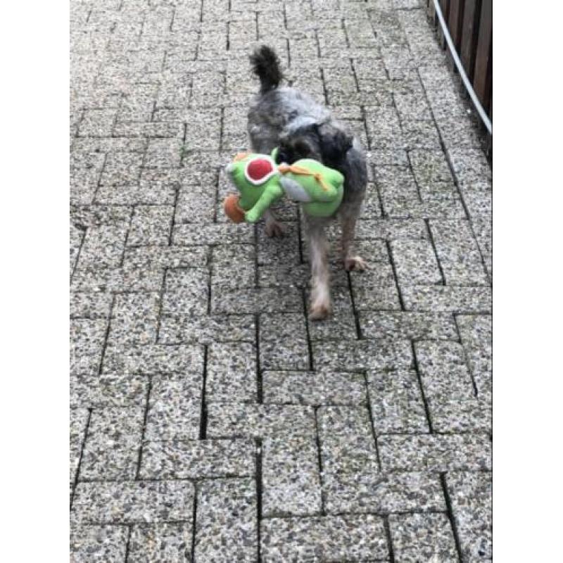 Macho zoekt een liefdevol huisje